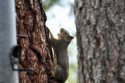 Squirrel on tree trunk