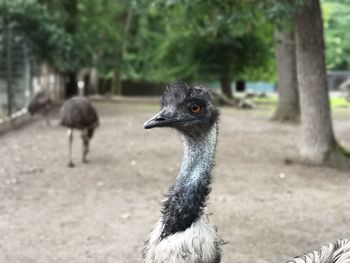 Close-up of a bird on field