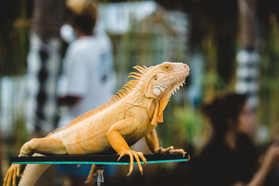 Close-up of a lizard