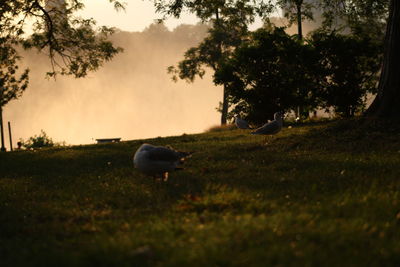 View of ball on field against trees