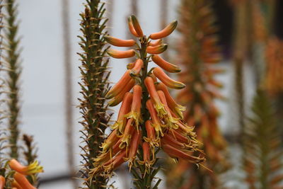 Close-up of red flower on tree