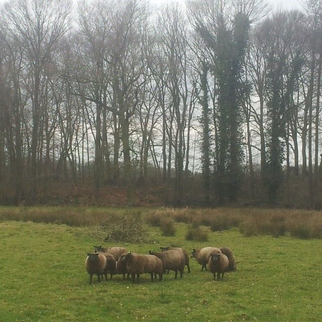 SHEEP GRAZING ON GRASSY FIELD