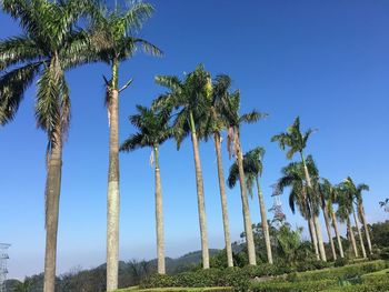 Low angle view of palm trees against clear blue sky