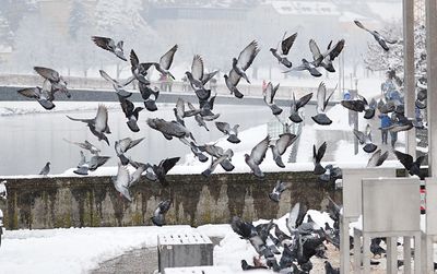 Flock of birds flying over snow covered promenade