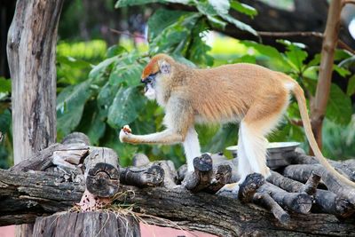 Squirrel on tree