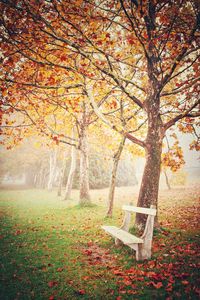 Tree in forest during autumn