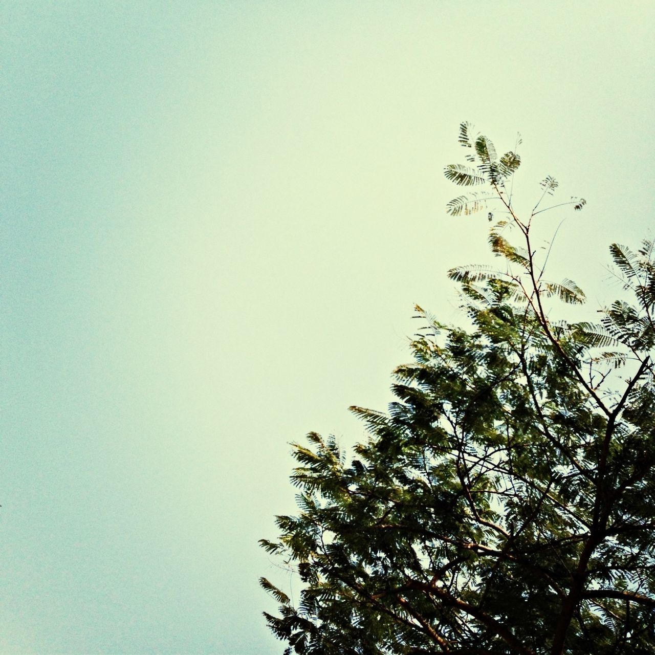 clear sky, low angle view, tree, copy space, growth, branch, nature, beauty in nature, high section, tranquility, treetop, leaf, scenics, outdoors, sky, no people, day, tranquil scene, blue, silhouette