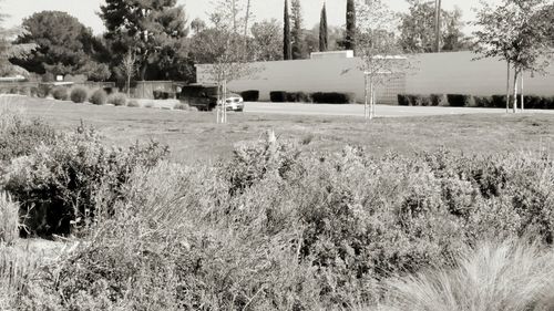 Trees on grassy field