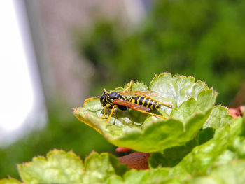 Close-up of insect on leaf