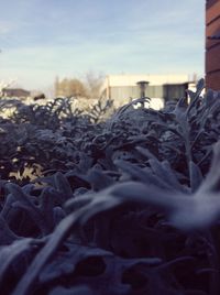 Close-up of snow against sky