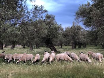 Flock of sheep grazing in field