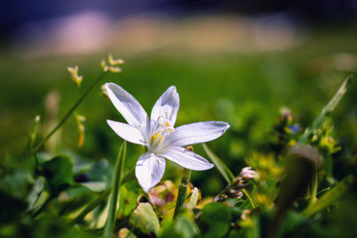 Close-up of flower blooming outdoors