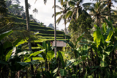 High angle view of terraced field