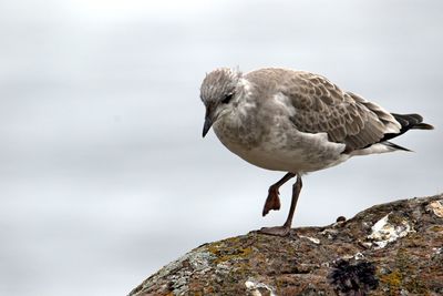 Close-up of seagull perching on rock