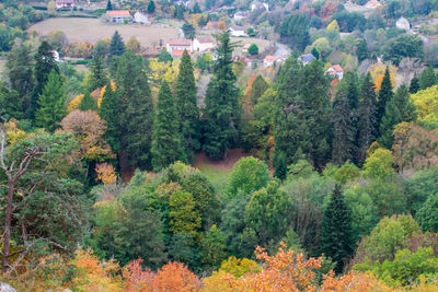 High angle view of trees in forest during autumn