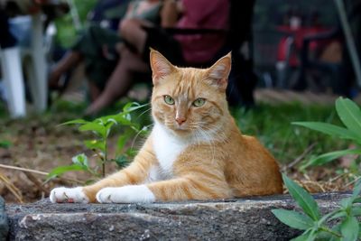 Portrait of cat sitting outdoors