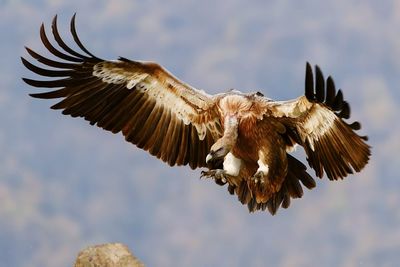Low angle view of vulture flying 
