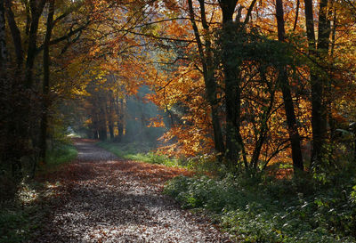 Trees in forest during autumn