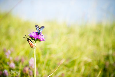 Close-up of insect on purple flower