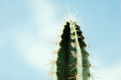 Beautiful prickly cactus on a background of blue sky. fresh succulent cactus closeup. 