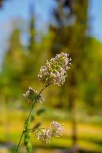 Close-up of flowering plant
