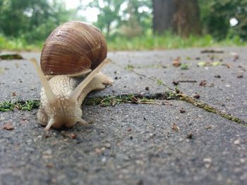 Close-up of snail on floor