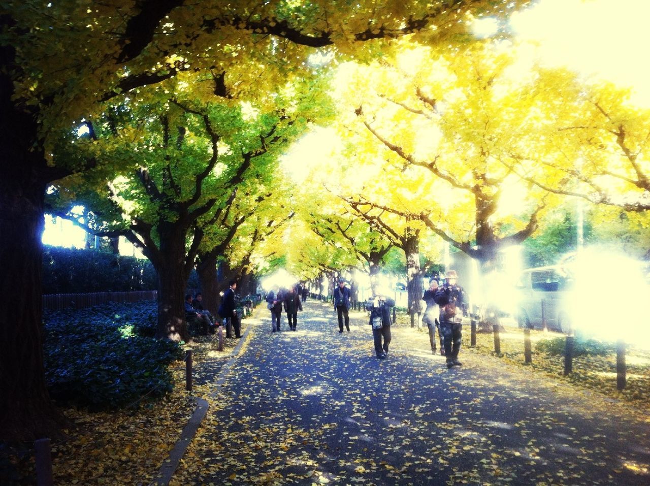 tree, lifestyles, walking, men, leisure activity, person, street, autumn, footpath, sunlight, park - man made space, growth, rear view, nature, season, leaf, the way forward, treelined, outdoors