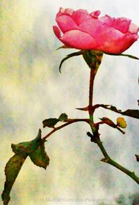 Close-up of flower against sky