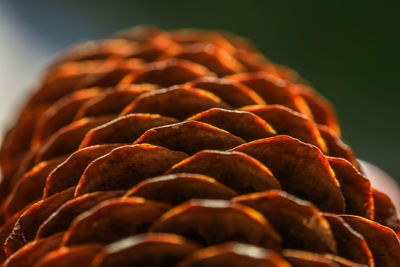 Close-up of a spruce cone