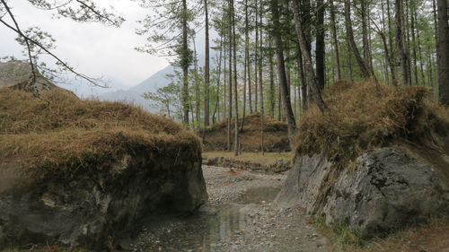 Dirt road amidst trees in forest