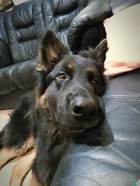 Portrait of dog sitting on sofa at home