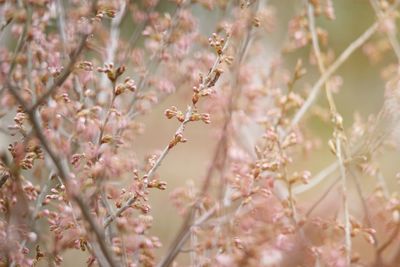 Close-up of flowers