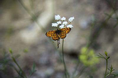 Butterfly on flower