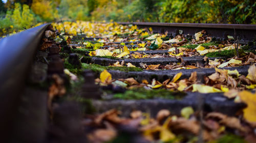 Fallen autumn leaves amidst railroad track
