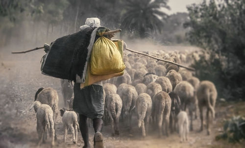 Rear view of man herding sheep