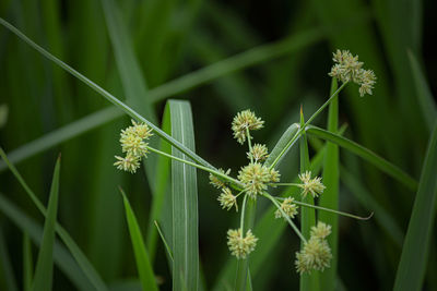 Close-up of flowering plant