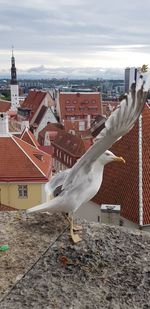 Seagull on retaining wall