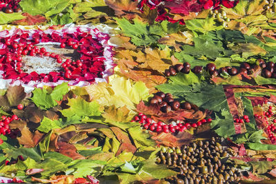 Close-up of fruits growing on plant