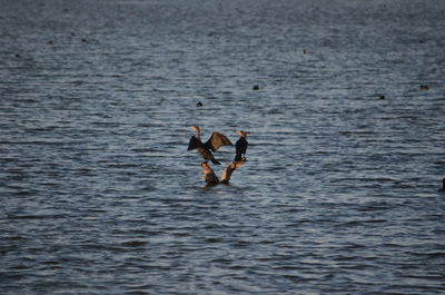 Cormorant in lake