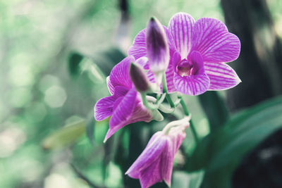 Close-up of pink flowering plant