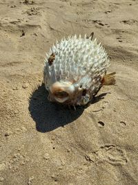 High angle view of shells on sand