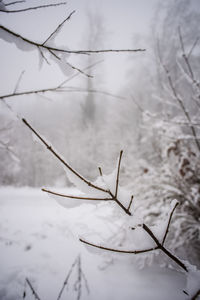 Close-up of dead plant against sky during winter