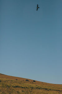 Low angle view of a bird flying over the sky