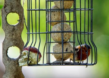 Close-up of monkey in cage