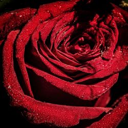 Close-up of wet red rose