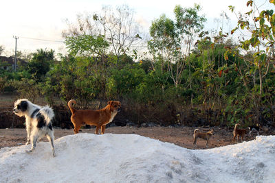 Cows standing in a field