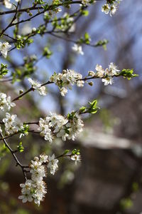 Close-up of cherry blossoms on tree