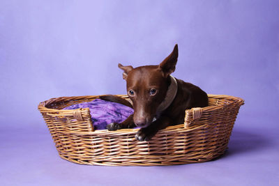 Portrait of a dog