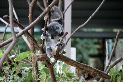 Koala on tree at zoo