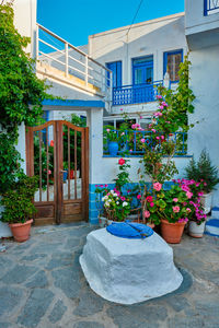 Potted plants outside building